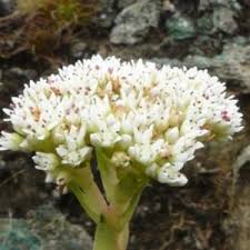 Image result for Crassula vaginata