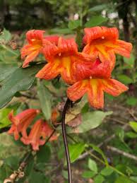Image result for Bignonia capreolata