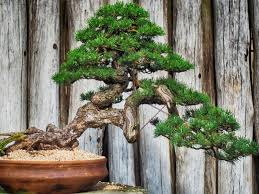 Water once a week or once in two weeks. 64 Incredible Types Of Bonsai Trees With Pictures Florgeous
