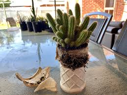 High humidity is not necessary and possibly harmful, but bottom heat is a big help. Repotting My Peanut Cactus Potted Up