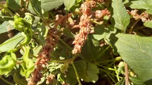 Image result for Amaranthus deflexus