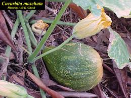Image result for Cucurbita moschata