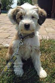 Add Ink And Stamp Her Name Is Lola Cuddly Animals Cute Dogs Cute Animals