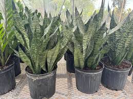 Image result for Sansevieria trifasciata