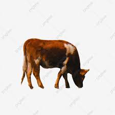 أبقار حمراء بني أبقار صغيرة حيوانات صغيرة حيوانات بقرة أبقار