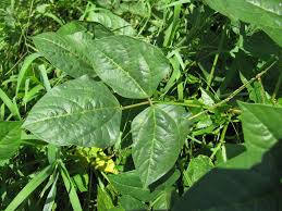 Image result for Vigna unguiculata