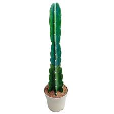 Image result for Cereus jamacaru