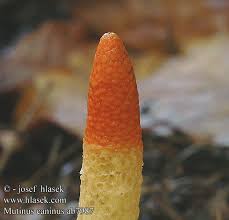 Image result for Mutinus caninus