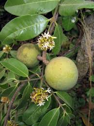 Image result for Kirkiaceae