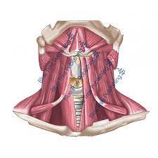 View the muscles of the upper and lower. Extrinsic Muscles Neck View Download Images