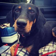 Black And Tan Hound Lab Mix Pin By Karla Panek On Farrah Cute Animals Puppies Black And Tan