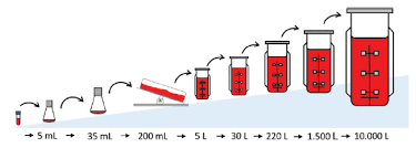 To screen an antibiotic, for example, a sample is first placed in a bacterial culture. Model Assisted Design Of Process Strategies For Cell Culture Processes American Pharmaceutical Review The Review Of American Pharmaceutical Business Technology