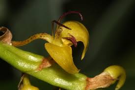 Image result for Bulbophyllum sandersonii