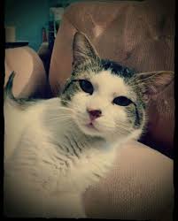 Animal Aid of Tulsa added a new photo.