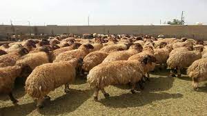 شيئا ما دكتاتورية ص موقع غنم fuseretreats com