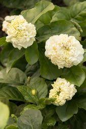 9greenbox arabian jasmine plant that you will be receiving in your purchase is growing in a 4 inch pot. 15 Best Arabian Jasmine Ideas Arabian Jasmine Plants Shrubs