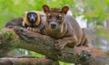 Endangered lemurs are now prey for equally endangered 'fosas ...