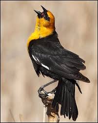 Black Bird With Bright Yellow Belly Display Black Bird Wildlife Nature Avian