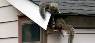 In fact, most pest control treatments do not affect pets and are considered safe, but a few may end up proving especially during spray treatments, the animals can breathe in the pesticide or even absorb it in sum, proper pest control planning and use is imperative around pets. Wildlife Removal Services Nuisance Wildlife Removal Cogent Pest Elimination