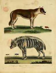 Plate Ii The Wolf And The Striped Hyena Encyclopaedia Londinensis Or Universal Dictionary Of Arts Sciences And Literature Striped Hyena Hyena Animals