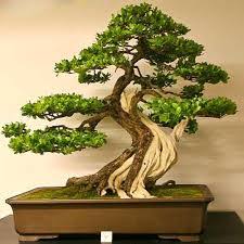 Beberapa keuntungan akan kamu dapatkan, selain status sosial yang naik, tanaman ini bisa dipercaya untuk menghilangkan stress loh. Tutorial Membuat Bonsai Beringin Super Bennisobekti Com