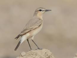 Image result for Isachne buettneri