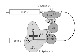 Spliceosome Molecular Biology Molecular Biology Molecular Biology