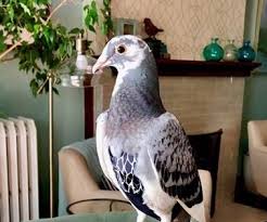 We recommend a minimum cage size of 42″ wide, 27″ deep, 30″ high for one or two (compatible) pigeons. Georgie Is Absolutely Great Lakes Pigeon Rescue Facebook