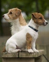 Jack Russell Terriers Smooth Coated And Wire Coated Now Called Parson Russell Terriers Cute Dogs Breeds Cute Dogs Jack Russell