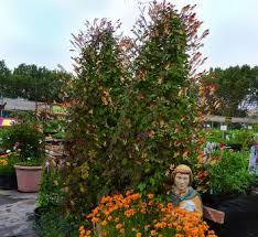 Image result for Ipomoea albivenia