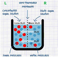 The movement of plants and plant parts is regulated by the turgidity of the cell, which in turn is balanced by osmosis. Osmosis Biology Notes For Igcse 2014
