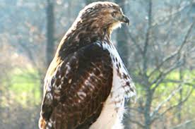 Over 133 juvenile red tailed hawk pictures to choose from, with no signup needed. A Young Red Tailed Hawk Naperville Park District