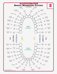 Qualified Dental Chart With Teeth Numbers Tooth Chart With