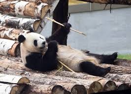 تعرفوا على دب الباندا العملاق في الصين صور منتديات السبطين panda bear animals panda