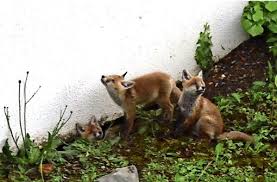 Yelp is a fun and easy way to find, recommend and talk about what's great and not so great in andernach and beyond. Wilde Tiere In Stuttgart Wenn Fuchs Und Dachs Im Eigenen Garten Leben Stuttgart Stuttgarter Nachrichten