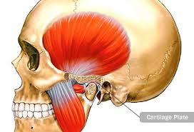 Pin On Health Diseases Disorders