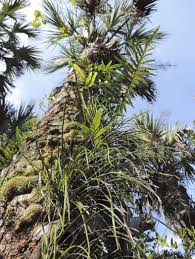 Shoestring Fern Looks Like A Clump Of Grass Growing In A Tree And Gets It S Name From The Long Green Grass Like Fronds It Can Grow In The Boot Or On The Side