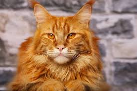If your cat has stripes, this could mean a few different things. Fun Facts And Trivia About Tabby Cats Pet Friendly House
