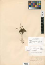 Image result for Oxalis anthelmintica