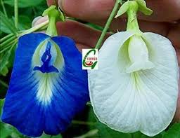 Pin On قسم البناتات والطبيعة