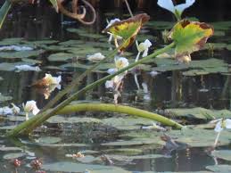 Image result for Limnophyton obtusifolium