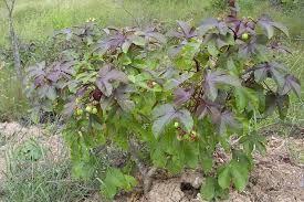 Image result for Jatropha gossypiifolia