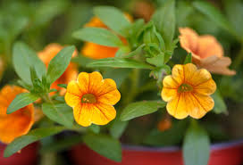 Image result for calibrachoa million bells