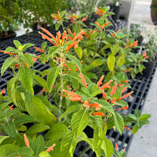 Image result for Justicia spicigera