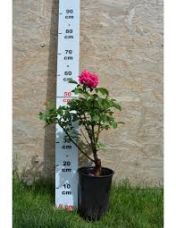 Semanatul de anghinare in camp se. Trandafiri De Dulceata Rose De Rescht La Ghiveci