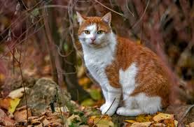 Zufallsbegegnung In 2020 Katze Anatomie Tiere Wild Schonen Katzen