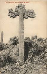 One such awesome human is @kasey.rainbow who has designed this fab artwork and is donating all profits to @wireswildliferescue you can purchase the digital. Cactus Desert Plants Vintage Postcards Images