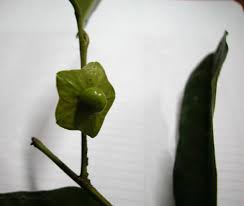 Image result for Heisteria zimmereri