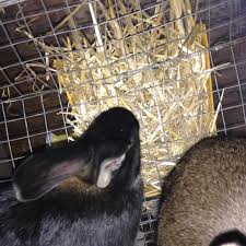 I have a 2x4 c&c cage for my guinea pig, who is on fleece. Recycle And Re Use For Rabbit Hay Feeders Modern Missouri Pioneers
