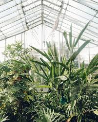 Greenhouse Planting Flowers Green Aesthetic Green Plants